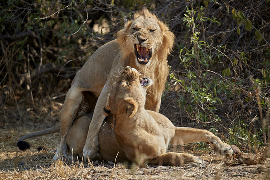 Lion (Panthera leo) pair mating, Ruaha National Park, Tanzania