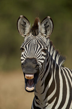 Common zebra (plains zebra) (Burchell's zebra) (Equus burchelli) yawning, Ruaha National Park, Tanzania