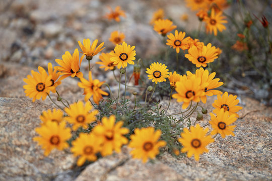 Namaqualand daisy (Jakkalsblom) (Dimorphotheca sinuata), Namakwa, Namaqualand