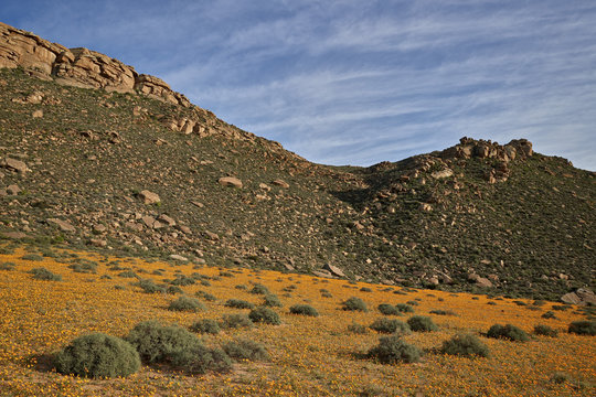 Field of Namaqualand daisy (Jakkalsblom) (Dimorphotheca sinuata), Namakwa, Namaqualand