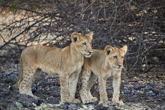Two lion (Panthera leo) cubs, Selous Game Reserve, Tanzania