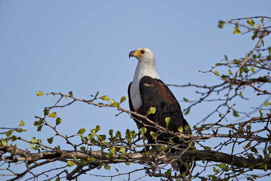 African fish eagle (Haliaeetus vocifer), Selous Game Reserve, Tanzania