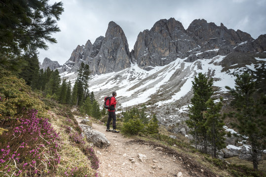 Funes Valley, Dolomites, South Tyrol, Italy. Hiker admires the Peaks of the Odle from the Alta Via Adolf Munkel