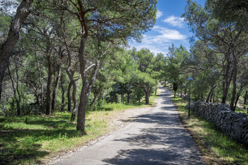 Fototapeta na wymiar Epty path in Forest on Hvar island, Croatia