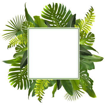 Fototapeta Tropical Jungle Leaves Background