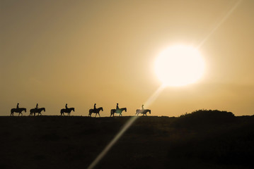 Spanish Horses at Sunset