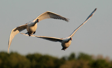 Pair of swans flying over the River Danube at Zemun in the Belgrade Serbia.
