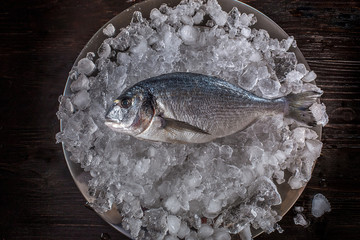 Seafood cooking preparation. Top view of dorado on ice.