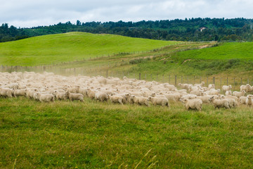 Flock of sheep grazing in a meadow