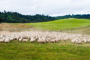 Flock of sheep grazing in a meadow