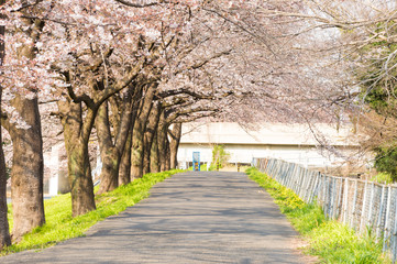 Beautiful cherry blossom sakura in spring time over blue sky.