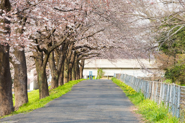 Fototapeta na wymiar Cherry Blossom Path through a Beautiful Landscape Garden