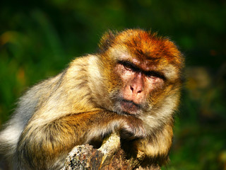 Macaque de Barbarie