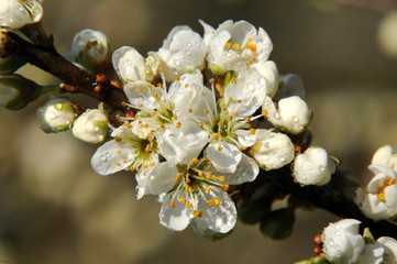 Bl&uuml;hender Schlehdorn