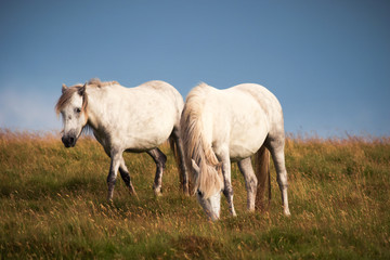 Obraz na płótnie Canvas Wild Horses