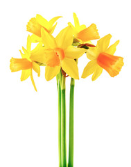 Fototapeta premium Spring flower narcissus yellow bouquet with green branch