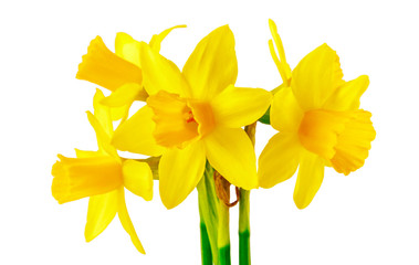 Spring flower narcissus yellow bouquet with green branch