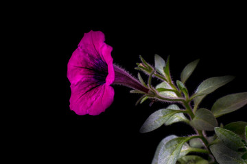 Petunia, calibrachoa purple flower close-up on black background