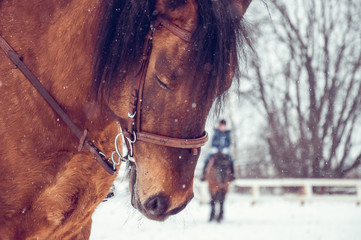  The brown horse bent its head in winter