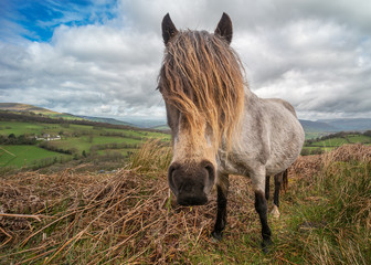 Welsh pony hair