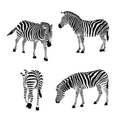 Set of zebra, vector illustration. Wild animal texture. Striped black and gray., isolated on white background.