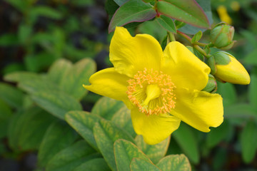 Yellow Flower 01