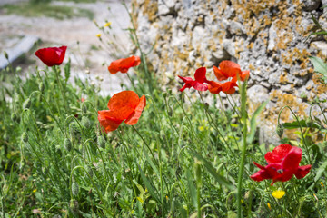 Red flowers