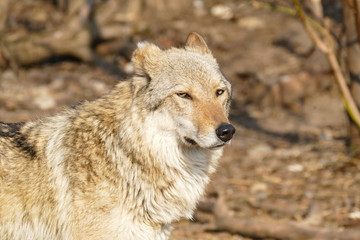 Fototapeta premium Wolf steppe