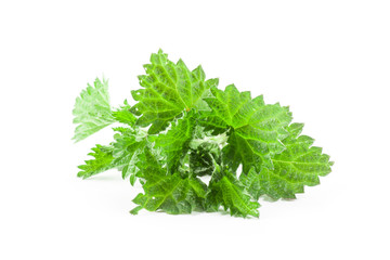 Stinging nettle isolated