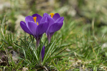 Spring Crocus