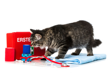 Erste Hilfe bei der Katze