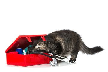 Erste Hilfe bei der Katze