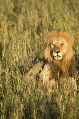 Obraz na płótnie Canvas Male lion in tall grasses, Serengeti, Tanzania