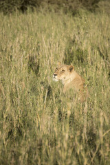 Lioness in tall grasses, Serengeti, Tanzania