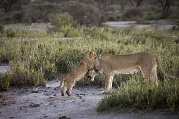 Naklejka na ściany i meble Lion cub with lioness on banks of Lake Masek, Serengeti, Tanzania
