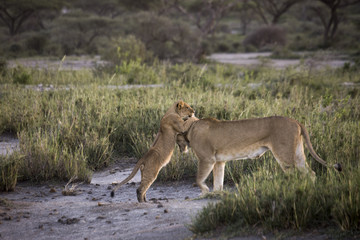 Lion cub playing with lioness on banks of Lake Masek, Serengeti, Tanzania
