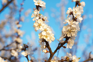Blossom fruit tree in spring