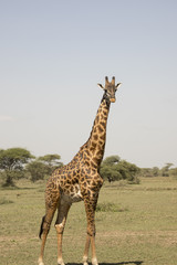 Giraffe standing in Serengeti, Tanzania