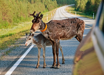 Deer and fawn on road, FinLand.