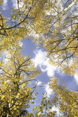Fall leaves in the sky