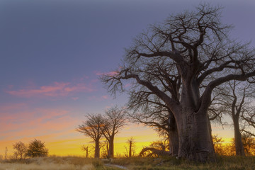 Obraz premium Colorfull sunrise at Baines Baobab's