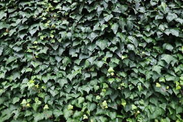 ヘデラ・カナリアンシス