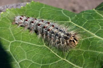 Caterpillar