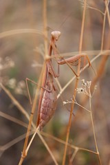 mantis