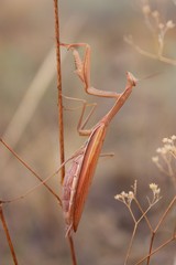 mantis