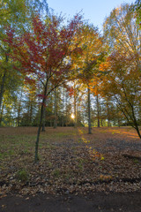 Autumn Colored trees at sunrise