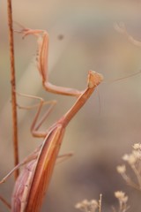mantis