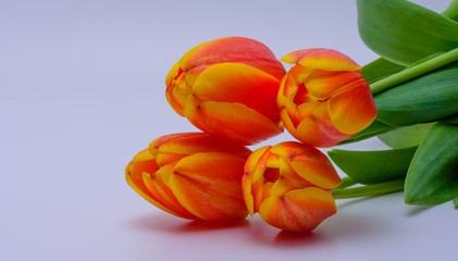 Obraz premium Stack of four orange tulips with white background