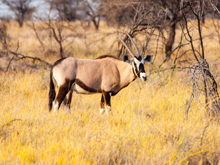 Gemsbok or gemsbuck antelope, Oryx gazelle, standing in the savanna of Kalahari Desert, Namibia, Africa.