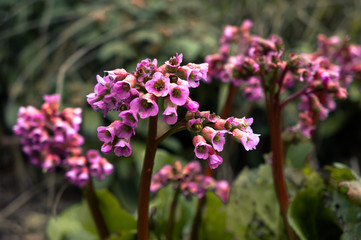 Pink British Wildflower closeup